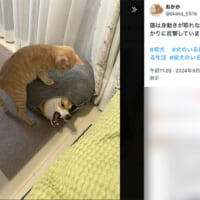 ドーナツベッドに閉じ込められて牙を剥く柴犬のおかかくんと、その上に乗っかる猫のきんぴらくん