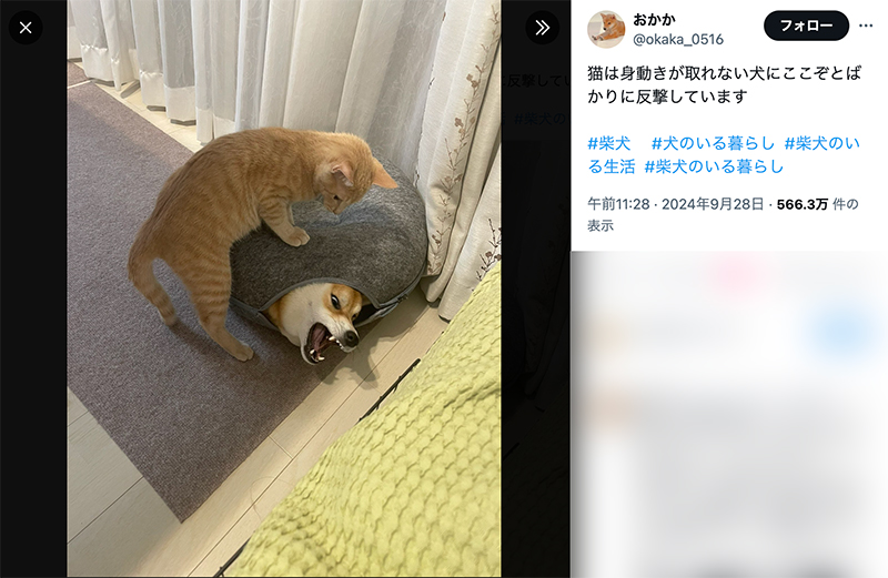 ドーナツベッドに閉じ込められて牙を剥く柴犬のおかかくんと、その上に乗っかる猫のきんぴらくん