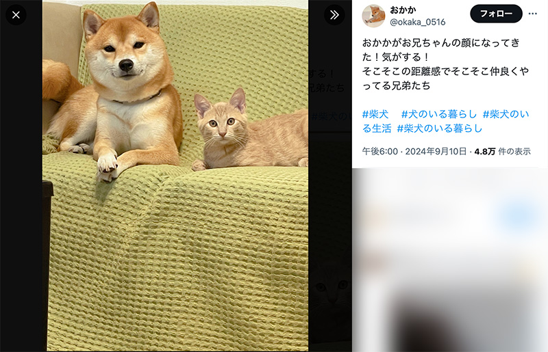 普段のおかかくんときんぴらくん。見るからに仲良しでバトルとは無縁そう。