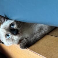 「工事の人……帰った？」恐る恐る確認する猫ちゃんの潤んだ瞳がかわいすぎる