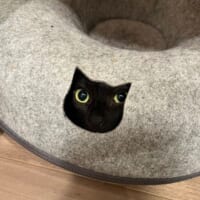 ドーナツ状ベッドに隠れた猫が「作画崩壊」　目の位置のずれ方がまるで福笑い