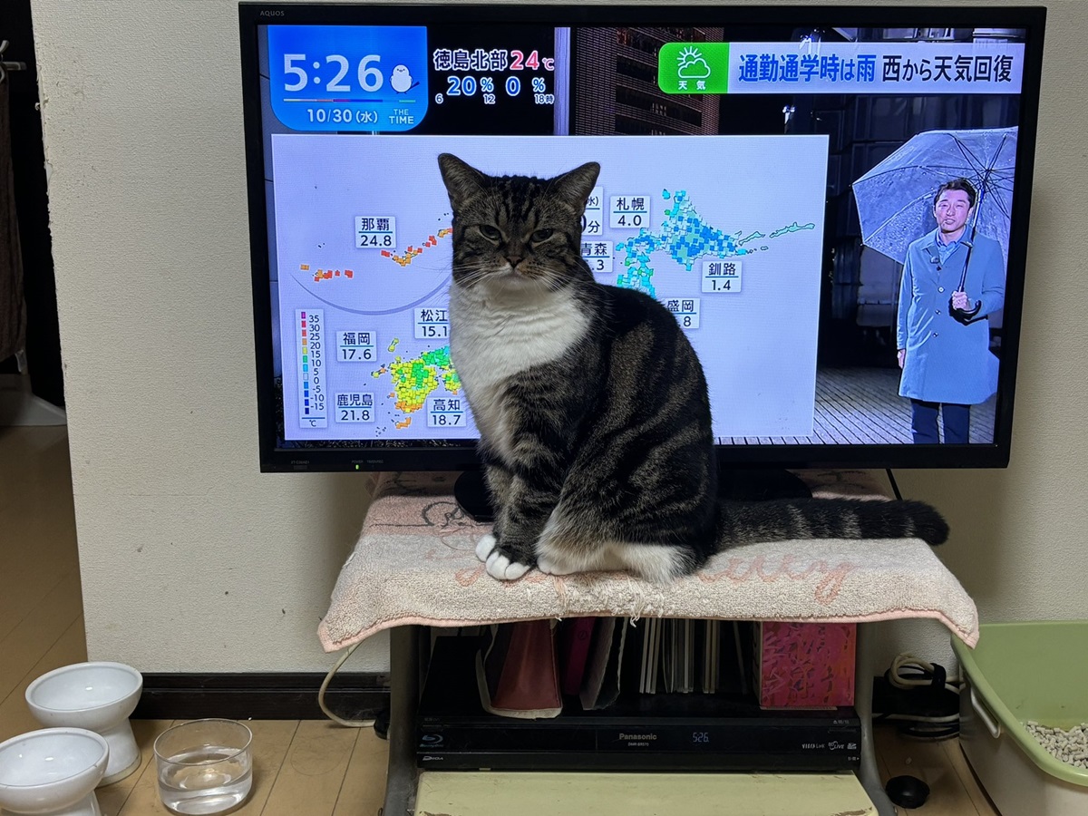 テレビの前でジー……　飼い主の邪魔をしてまで猫が訴えていたこととは