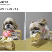 「ごちそうだッ！」誕生日ケーキにかぶりつくワンちゃんが豪快すぎる