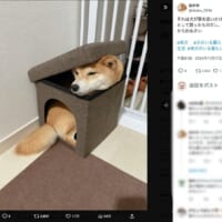 飼い主さんのポスト