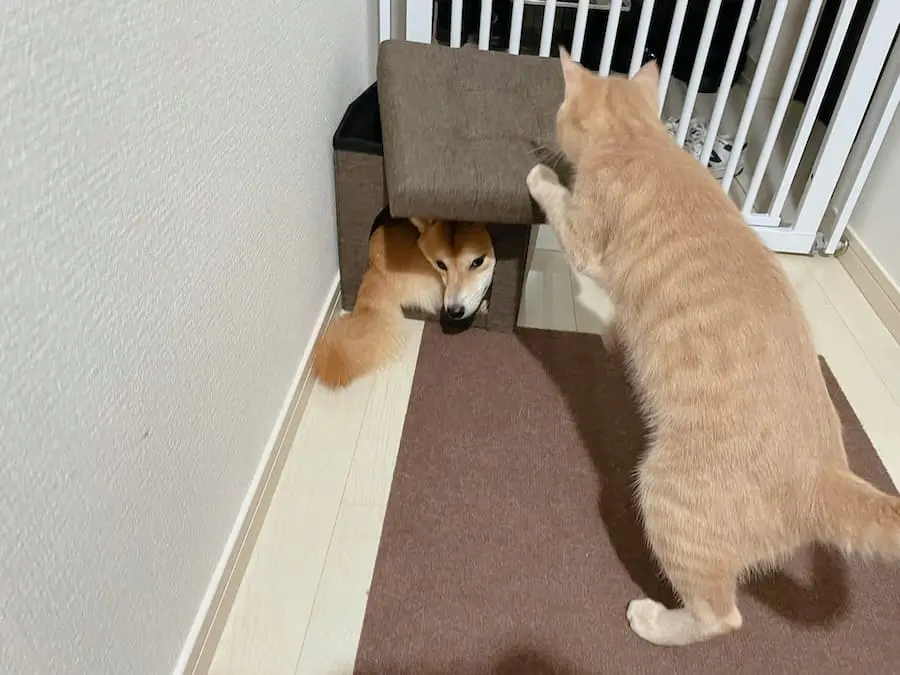 頭隠さず尻も隠さず 小さな箱にギチギチに詰まった柴犬 | おたく