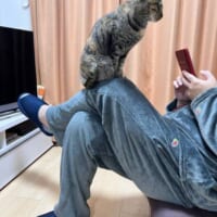 「ご飯まだかにゃ？」空腹時に飼い主の膝上で無言の圧を掛けてくる猫さん