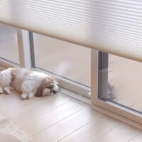 めんどくさがり？飼い主さんへの信頼？降りてくるカーテンに動じないシーズー