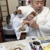 猫ちゃんをむんずとつかんで懐へ……お寺の住職の朝ご飯が幸せそうすぎる！