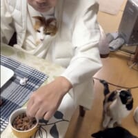 ご住職の周りには猫ちゃんがいっぱい