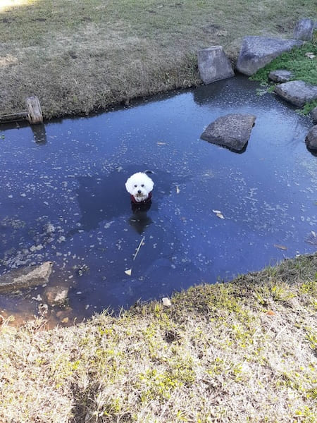 公園で楽しく走り回っていたはずなのに……突然の池ポチャに困惑する犬と飼い主