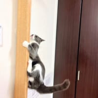 柱を駆け上る猫ちゃんはほかにも