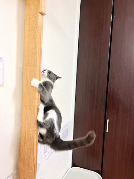 柱を駆け上る猫ちゃんはほかにも