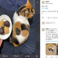 「完全一致」と飼い主さんにXで紹介されたきなこちゃん