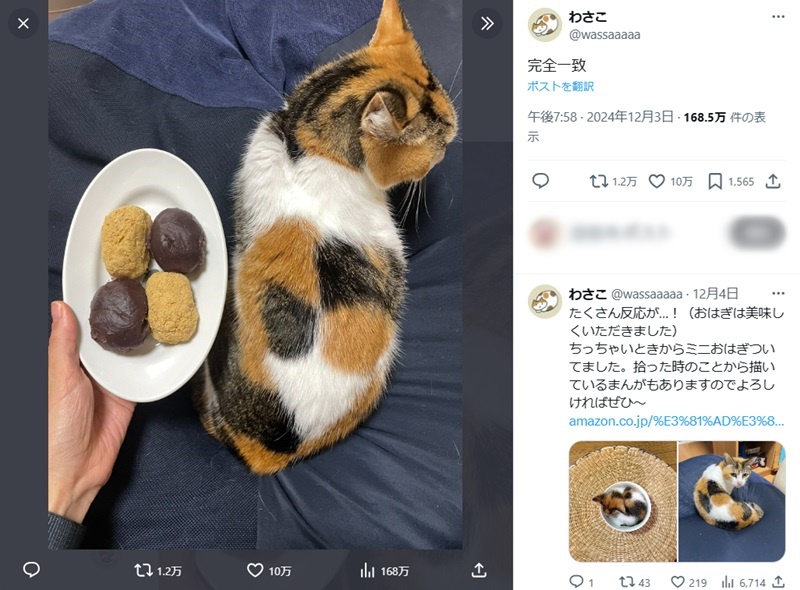 「完全一致」と飼い主さんにXで紹介されたきなこちゃん