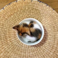 子猫の頃のきなこちゃん