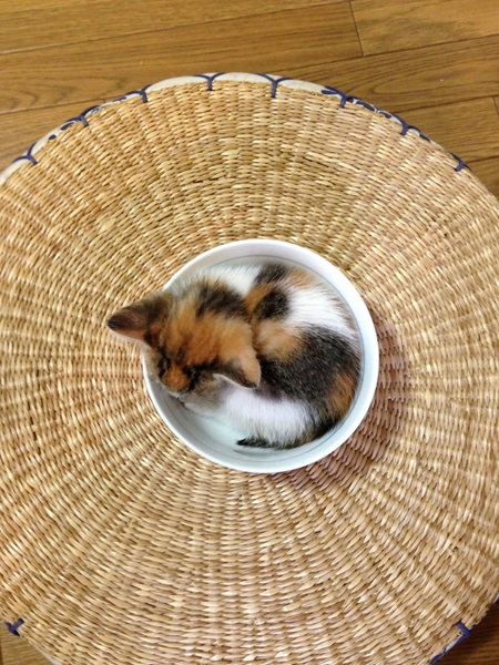 子猫の頃のきなこちゃん