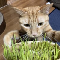 猫草をムシャムシャ食べるむぎくん