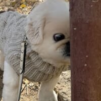 見よ、これが“くん活ガチ勢”だ……！ゼロ距離でポールの匂いを嗅ぐワンちゃん