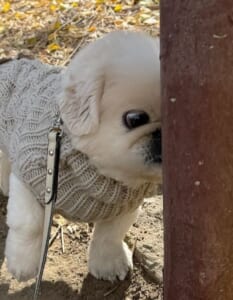 見よ、これが“くん活ガチ勢”だ……！ゼロ距離でポールの匂いを嗅ぐワンちゃん