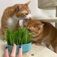 猫草と間違えちゃった？勢いあまって兄弟猫の耳をガブリ