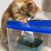 猫草が生えそろう前から気にしていたクウちゃん