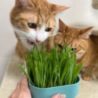 猫草を食べようとするカイちゃんの耳を