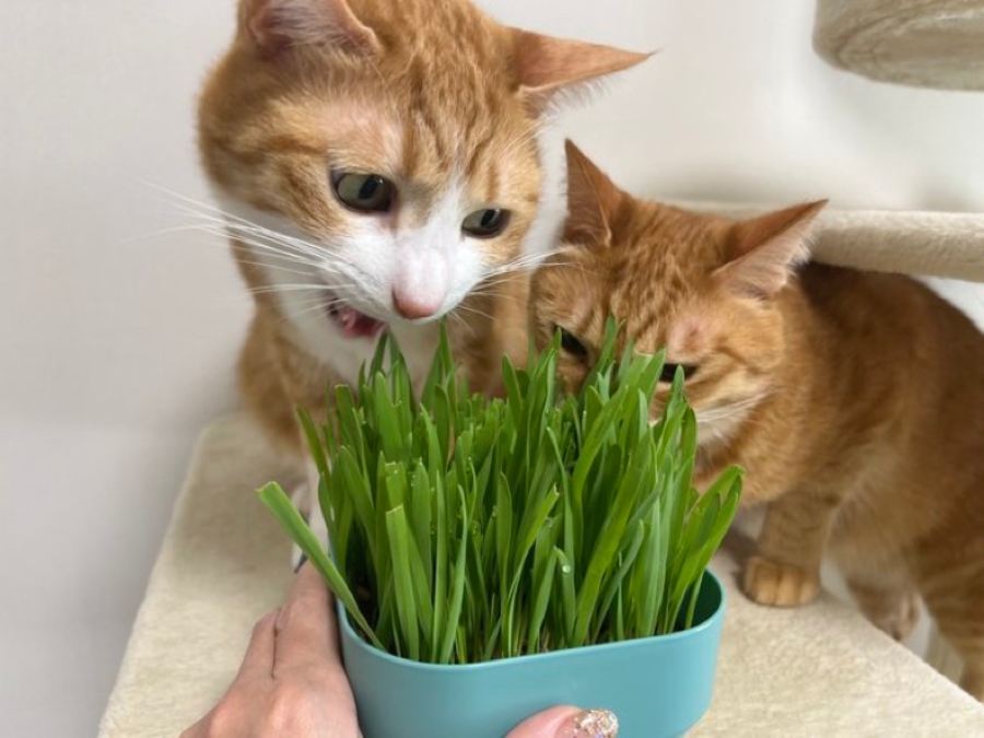 猫草を食べようとするカイちゃんの耳を