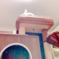 家の中に白鳥が出現？　猫の一発芸に爆笑　