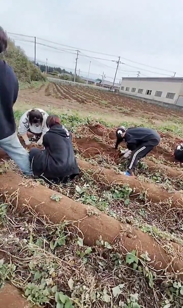 「芋掘り」をする若者たち