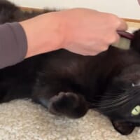 飼い主さんが「オレ今日もわきブラされたよ……」と投稿した動画