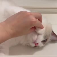 「やる気なしネコチャン」と動画を投稿されてしまったシェリーちゃん