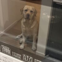 飼い主の背後に「もう待機してる犬」　焼き芋待ちの表情がたまらない