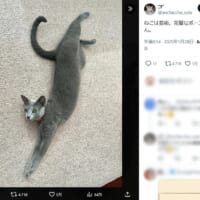 Xで「完璧なポーズ」と称賛していた飼い主さん