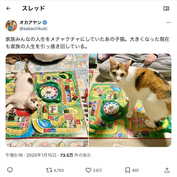 人生を滅茶苦茶にする猫ビフォーアフター