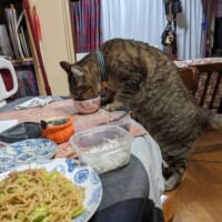 こむぎちゃんの食事風景