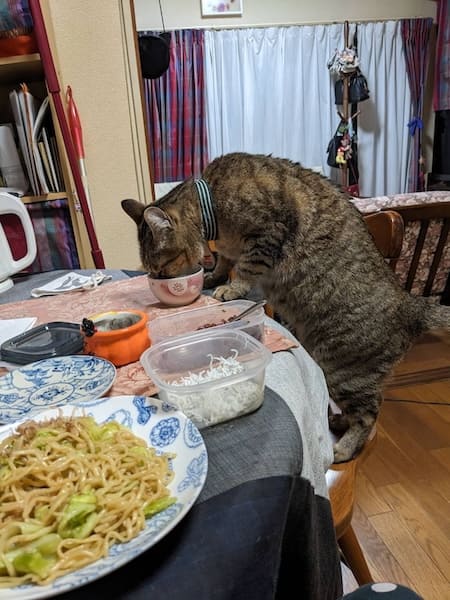 こむぎちゃんの食事風景