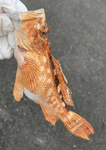 釣ったカサゴのお腹から人魚—幻想と不気味が交錯する立体アート