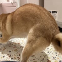 「やだ！やめて！無理！」どうしてもお風呂に入りたくない柴犬の踏ん張り