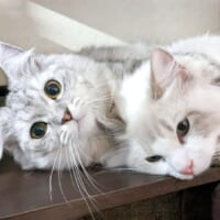 「ちょっと、今いいところなのに」イチャイチャする兄弟猫、飼い主さんはお邪魔？