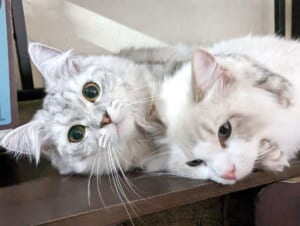 「ちょっと、今いいところなのに」イチャイチャする兄弟猫、飼い主さんはお邪魔？