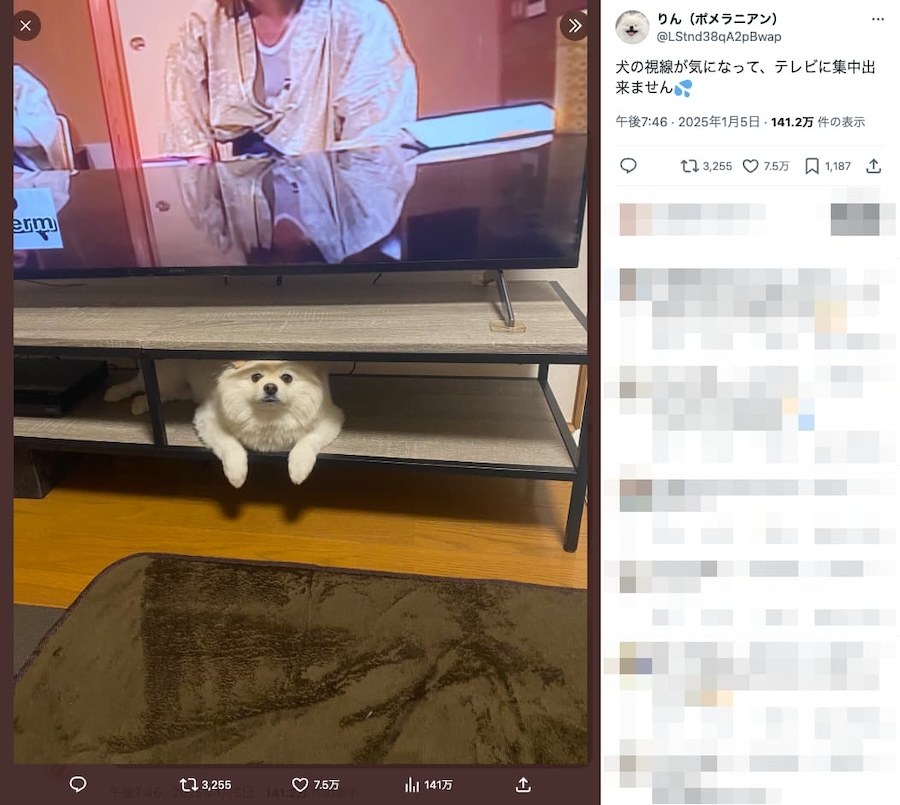 テレビ台の下からじーっと見てくる