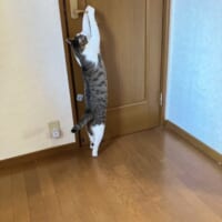 慣れた手つきドアを開ける猫ちゃん　中に人入ってる？