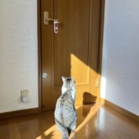 ドアを見つめる琥珀ちゃん