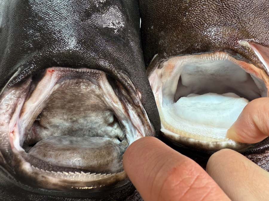 ユメザメとマルバラユメザメの口内の比較