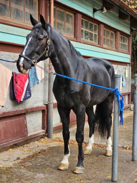 22歳の峰桜号