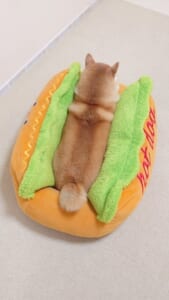 なんて美味しそうなホットドッグ！犬用ベッドにすっぽり収まる柴犬