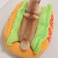 なんて美味しそうなホットドッグ！犬用ベッドにすっぽり収まる柴犬