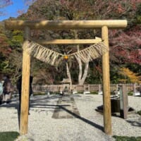 以前の猫神社のすぐ近く