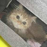 愛猫のお腹にしこりが……！不安いっぱいの飼い主を待っていたまさかの結果