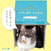 6kg級の猫でもゆったりくつろげる